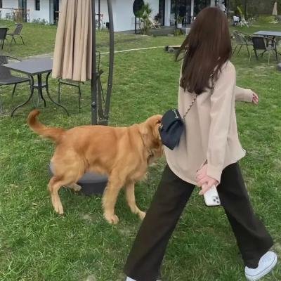 双生赤狐